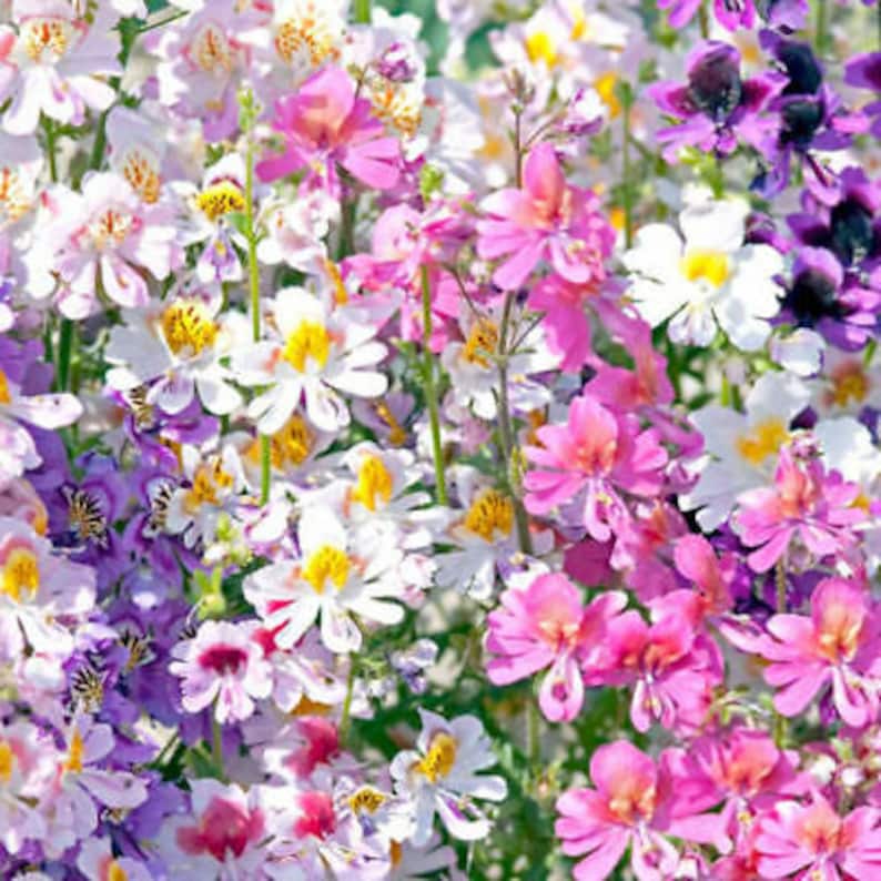 2000 seeds ANGEL WINGS mix Schizanthus wisetonensis Annual flower tigered flowers pyramidal plant form image 6
