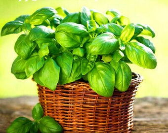 Basil - ITALIAN SWEET GENOVESE - 2000 seeds - Ocimum Basilicum - Herb seeds