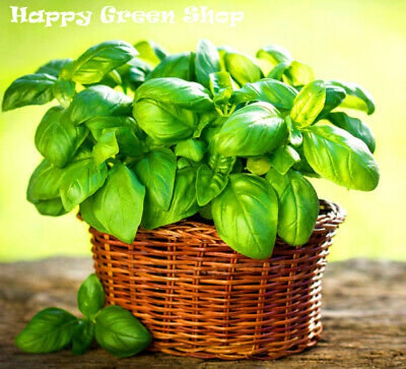 6000 seeds BASIL ITALIAN SWEET GENOVESE HERB Ocimum Basilicum 6000 seeds BASIL ITALIAN SWEET GENOVESE HERB Ocimum Basilicum