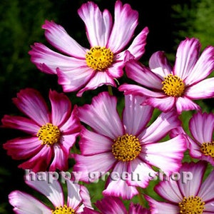 COSMOS PICOTEE SENSATION - 300 seeds - Cosmos bipinnatus - Annual meadow flower - white pink flower