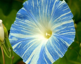 Morning Glory - Flying Saucers - 150 seeds - Ipomoea tricolor - Annual Flower