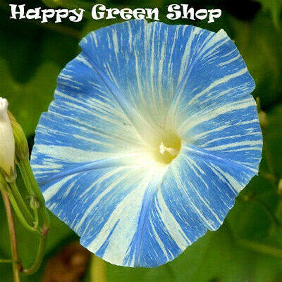 Morning Glory Flying Saucers 150 Seeds Ipomoea Tricolor Etsy