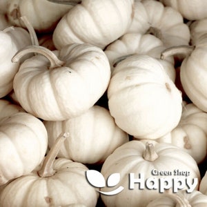 15 Baby Boo pumpafrön | Cucurbita pepo | Miniatyr vit pumpa | Prydnads- och ätbar squash
