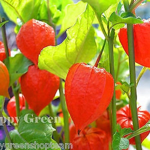 Chinese lantern - Bladder cherry - 320 seeds - Physalis alkekengi - Perennial