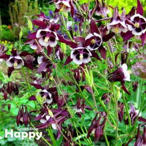 Pu&ograve; includere: Primo piano di un gruppo di fiori di aquilegia di colore viola scuro e bianco con steli lunghi e sottili e petali delicati.
