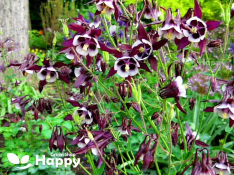 Pu&ograve; includere: Primo piano di un gruppo di fiori di aquilegia di colore viola scuro e bianco con steli lunghi e sottili e petali delicati.