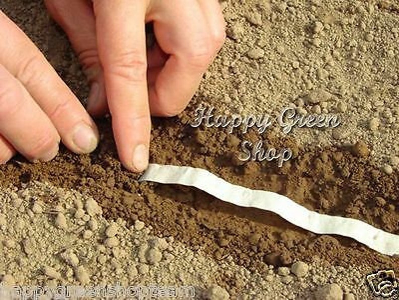 Vegetable Seed Tape F1 CUCUMBER 5 METERS 90 Seeds Easy Etsy Canada