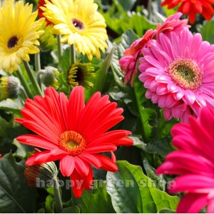 Può includere: Un primo piano di un mazzo di margherite gerbera colorate. I fiori sono in varie tonalità di rosa, rosso, giallo e bianco. I fiori sono disposti in un vaso e sono circondati da foglie verdi.