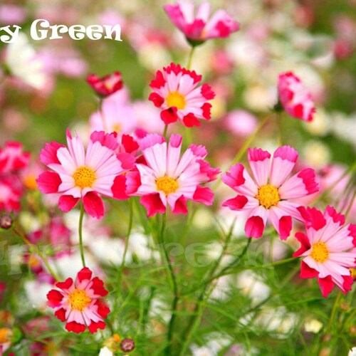 FLOWER - COSMOS - Sea Shells Mix - 400 seeds - Cosmos Bipinnatus