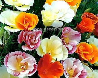 California Poppy - BALLERINA Double mix - 300 seeds - Eschscholzia Californica annual flower