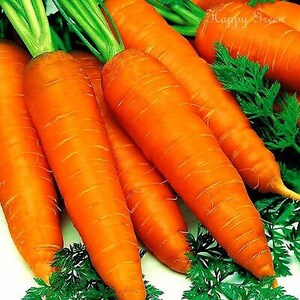 Vegetable CARROT EARLY NANTES 2 3000 seeds image 2