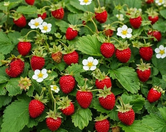 Fresa silvestre - 300 semillas - Fragaria Vesca - Baron Solemacher - Plantas perennes