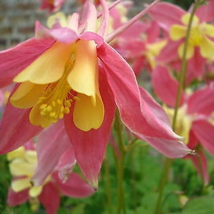 COLUMBINE MIX Mrs Scott Elliott 250 Seeds Aquilegia caerulea hybrida image 9