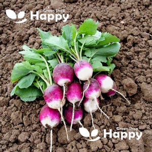 Ravanello Diana - 300 SEMI - Ravanello bicolore - Semi di ravanello viola - Semi di ortaggi