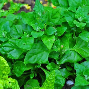 VEGETABLE New Zealand Spinach Tetragonia Tetragonioides 60 seeds image 2