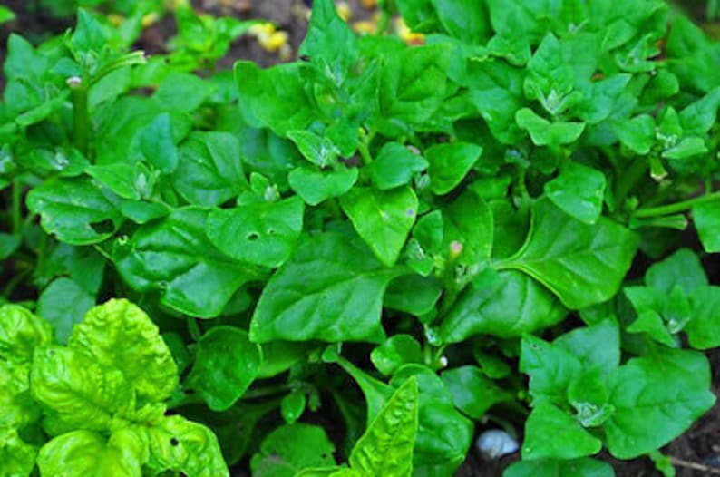 VEGETABLE New Zealand Spinach Tetragonia Tetragonioides 60 seeds image 2