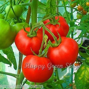 Puede incluir: Primer plano de tomates rojos maduros creciendo en una vid. Los tomates son redondos y tienen una piel lisa y brillante. La vid es verde y tiene hojas. Los tomates est&aacute;n rodeados de hojas verdes.