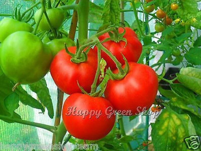 Puede incluir: Primer plano de tomates rojos maduros creciendo en una vid. Los tomates son redondos y tienen una piel lisa y brillante. La vid es verde y tiene hojas. Los tomates est&aacute;n rodeados de hojas verdes.