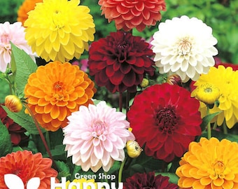 DAHLIA VARIABILIS SHOWPIECE Double Mix - 20 seeds - Very Uniform Flower