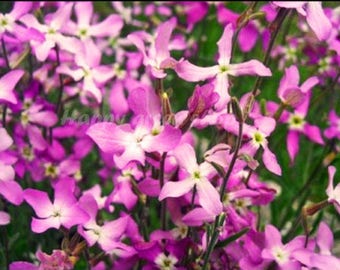 5 000 seeds Night scented stock - Matthiola bicornis - 6.5 gram - scented flower