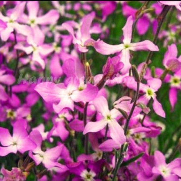 5 000 Samen Nachtduftbörse - Matthiola bicornis - 6,5 Gramm - Duftblume