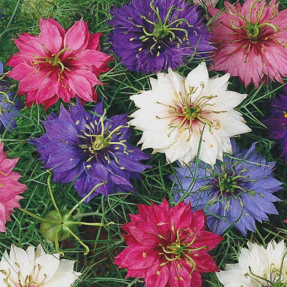 Nigella 600 Seeds Miss Jekyll Light Blue
