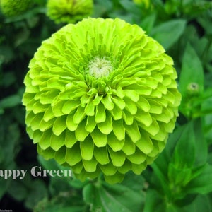 ZINNIA DAHLIA Verde Lime - ENVY - 360 Semi - Zinnia elegans dahliaflowered - Fiore annuale