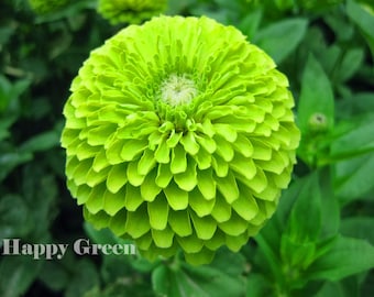 ZINNIA DALIA Verde Lima - ENVY - 250 Semillas - Zinnia elegans dahliaflowered - Flor anual