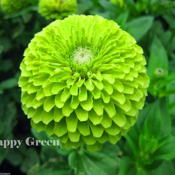 ZINNIA DAHLIA Lime Grün - NEID - 360 Samen - Zinnia elegans dahliaflowered - Einjährige Blume