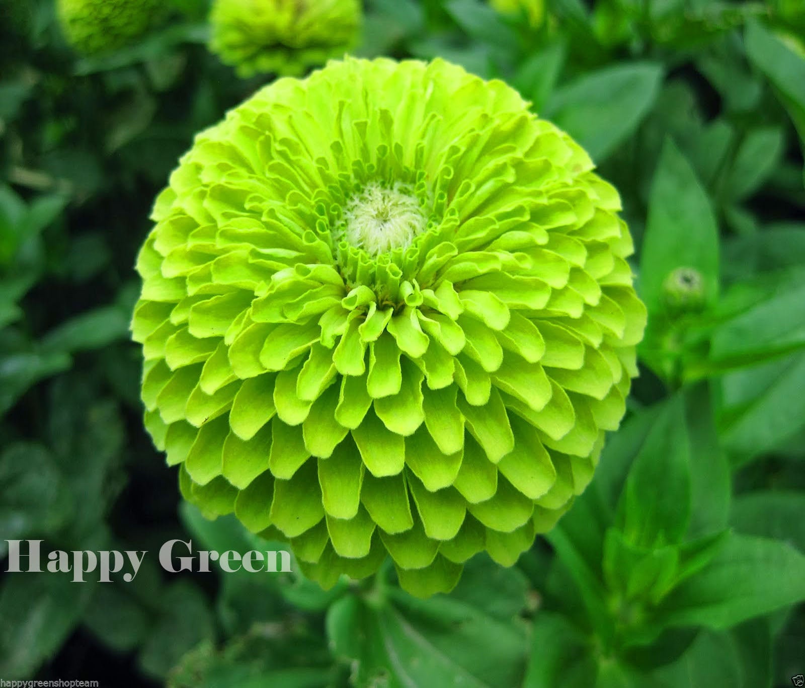 ZINNIA DAHLIA Verde Lima ENVY 360 Semillas Zinnia elegans dahliaflowered  Flor anual -  México