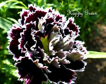 Carnation - BLACK AND WHITE - Dianthus chinensis heddewigii - 100 seeds - Black Cut flower seeds - Black flower