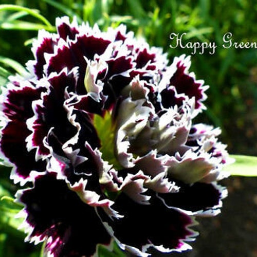 Carnation - BLACK AND WHITE - Dianthus chinensis heddewigii - 100 seeds - Black Cut flower seeds - Black flower