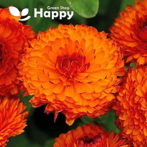 Puede incluir: Primer plano de un grupo de flores de caléndula naranja y roja. Las flores tienen un aspecto delicado y en capas y están en plena floración.