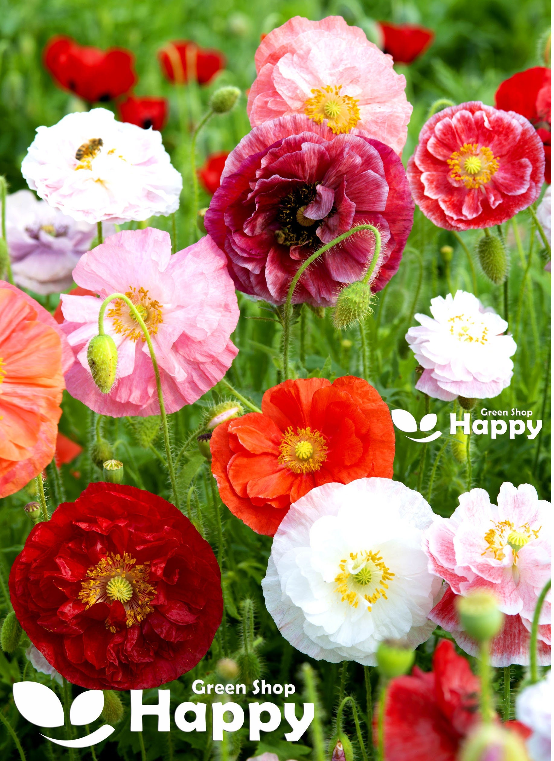 English Poppy Shirley Double Mix 10 000 Seeds Papaver Rhoeas - Etsy Canada