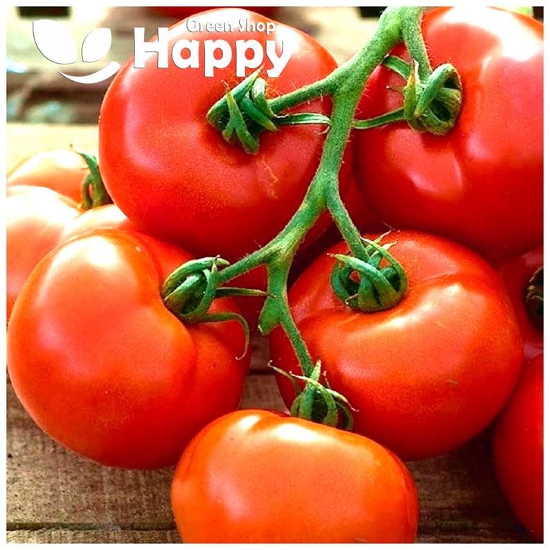 SALAD TOMATO PEDRO F1 30 seeds lycopersicon esculentum vegetable seeds image 2