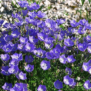 100pcs] Tussock Bell Flower Seeds, Perennial Type Biji Benih Bunga | Malaysia
