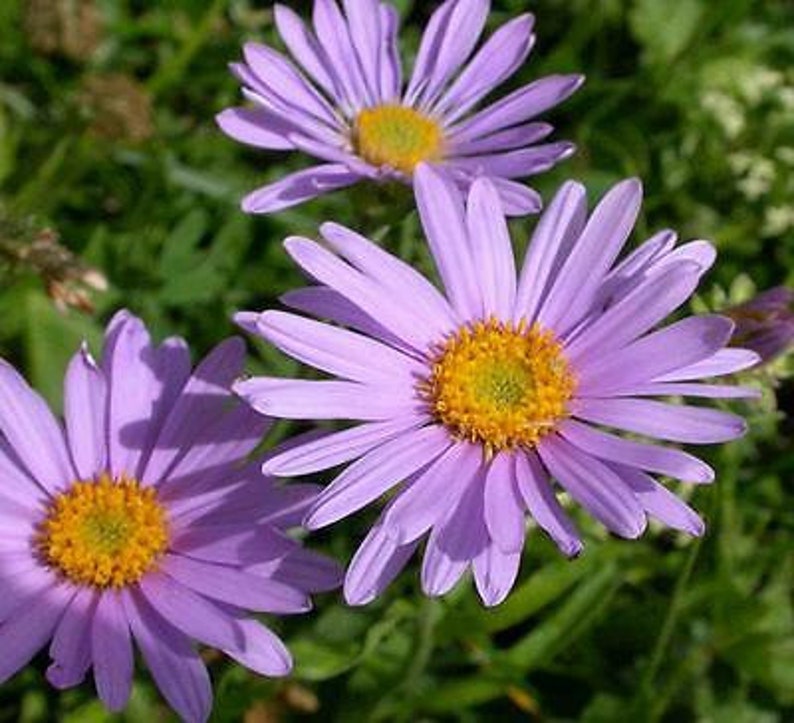 ALPINE ASTER Mixed COLOURS 150 seeds Aster Alpinus Rockery Flower image 9