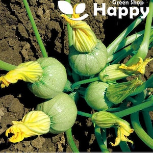 20 Tondo Chiaro di Nizza Zucchini frön | Cucurbita pepo | Rund Zucchini grönsak
