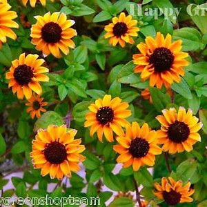 Op de afbeelding: Een close-up afbeelding van een groep gele en oranje wilde bloemen met donkerbruine centra. De bloemen groeien in een weelderige groene tuinomgeving. De tekst "Happy Green" is zichtbaar in de rechterbovenhoek van de afbeelding.