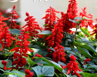 Può includere: Primo piano di un gruppo di fiori di salvia rossa in fiore. I fiori sono disposti in un denso gruppo eretto, con i singoli fiori piccoli e di forma tubolare. I fiori sono circondati da foglie verdi.