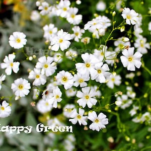 BABY'S BREATH WHITE covent garden market 1000 seeds - Gypsophila Elegans - wedding bouquet - Flower