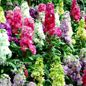 COLUMN STOCK Mammouth Excelsior 100 SEEDS Matthiola Incana Annual Flower image 5