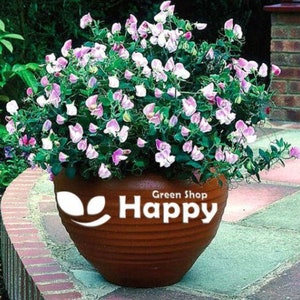 Puede incluir: Una maceta de terracota con el texto "Green Shop Happy" en el lateral, llena de una planta con flores rosas y blancas.