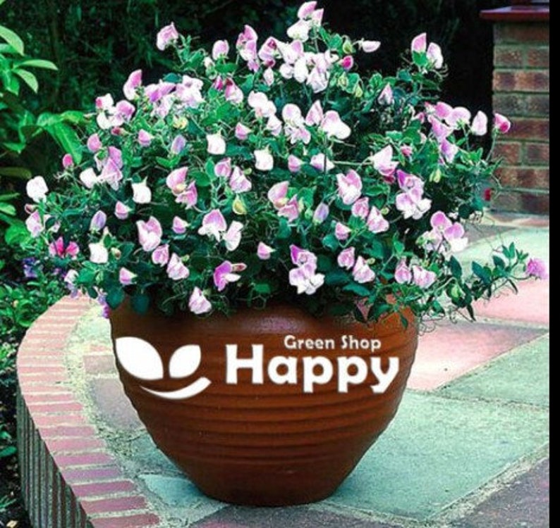 Puede incluir: Una maceta de terracota con el texto "Green Shop Happy" en el lateral, llena de una planta con flores rosas y blancas.