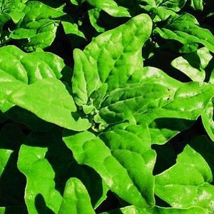 VEGETABLE New Zealand Spinach Tetragonia Tetragonioides 60 seeds image 3
