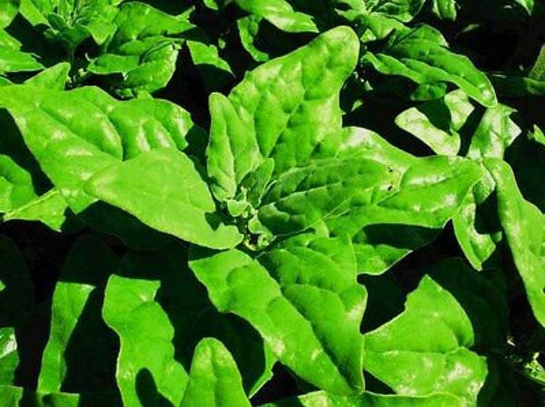 VEGETABLE New Zealand Spinach Tetragonia Tetragonioides 60 seeds image 3