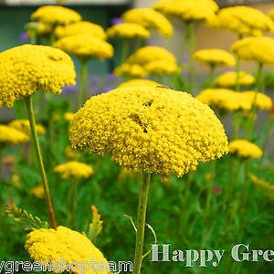 SCHAFGARBE TUCH GOLD - Achillea Filipendulina - 3100 Samen - Perennials Blume
