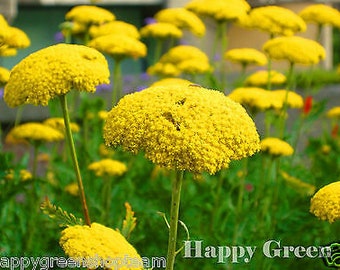 YARROW CLOTH Of GOLD - Achillea Filipendulina -  3100 seeds - Perennials flower