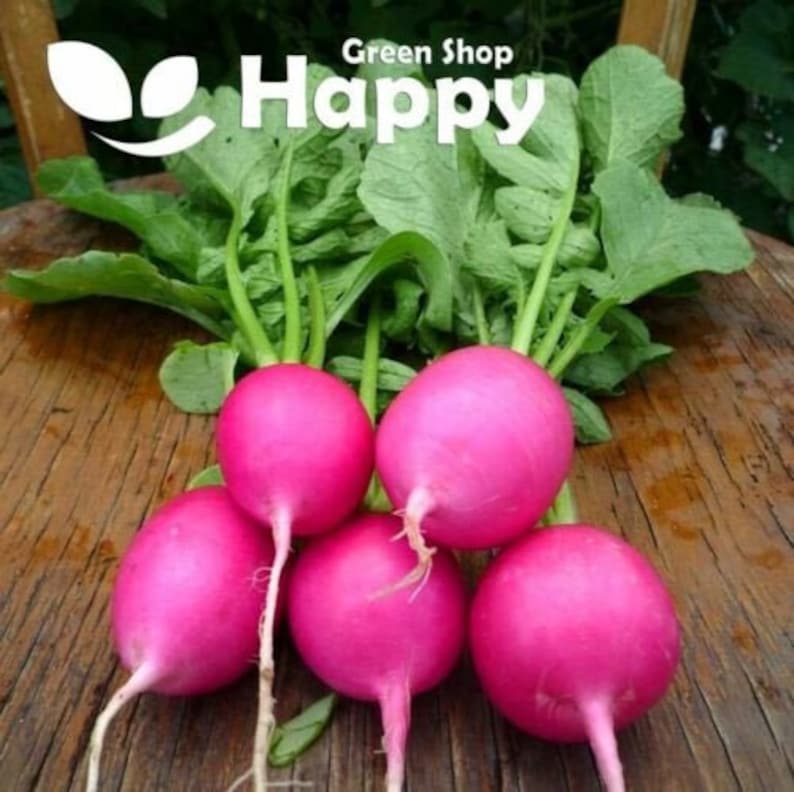 Редиска с белым кончиком. Хрен розовый. Если это быть редис или розовый куст. Редис красный с белым кончиком. Редиска внутри розовая.