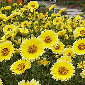 Coastal Tidy Tips 450 SEEDS Layia elegans platyglossa Landscaping flower image 6